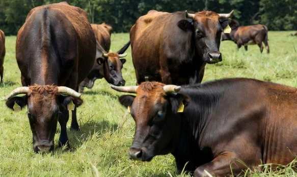 Mature beef cattle in a pasture wearing durable RFID ear tags for livestock tracking and identification Mature beef cattle in a pasture wearing durable RFID ear tags for livestock tracking and identification